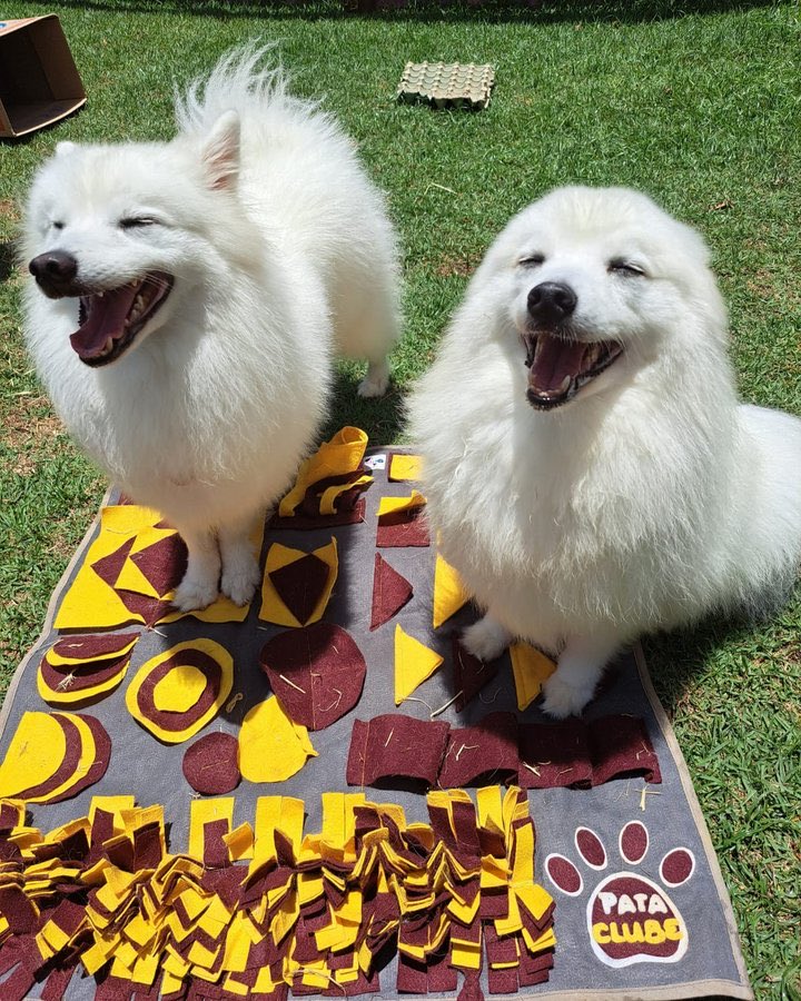Dois spitz sorrindo no tapete de atividades da Pata Clube