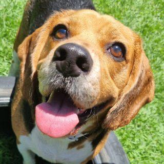 Beagle feliz no gramado da Pata Clube