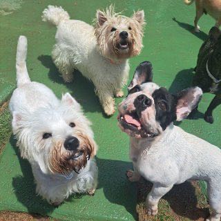 Cães brincando no espaço da Pata Clube