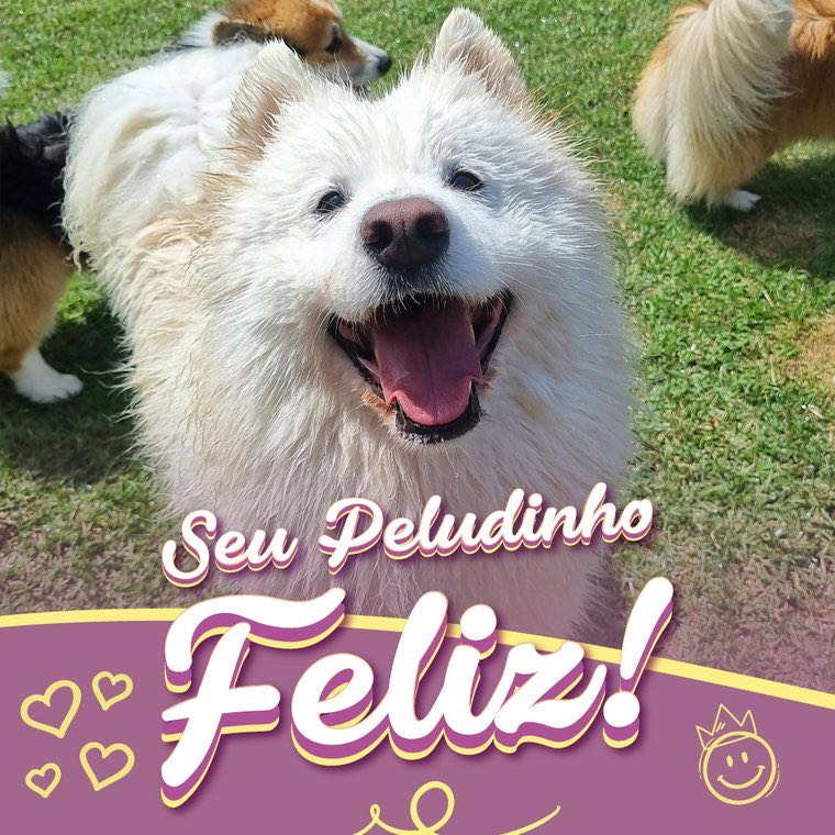 Atividades diárias na Pata Clube