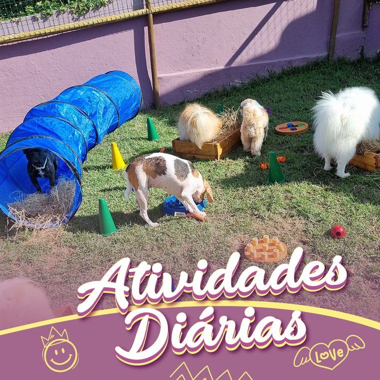 Seu peludinho feliz na Pata Clube