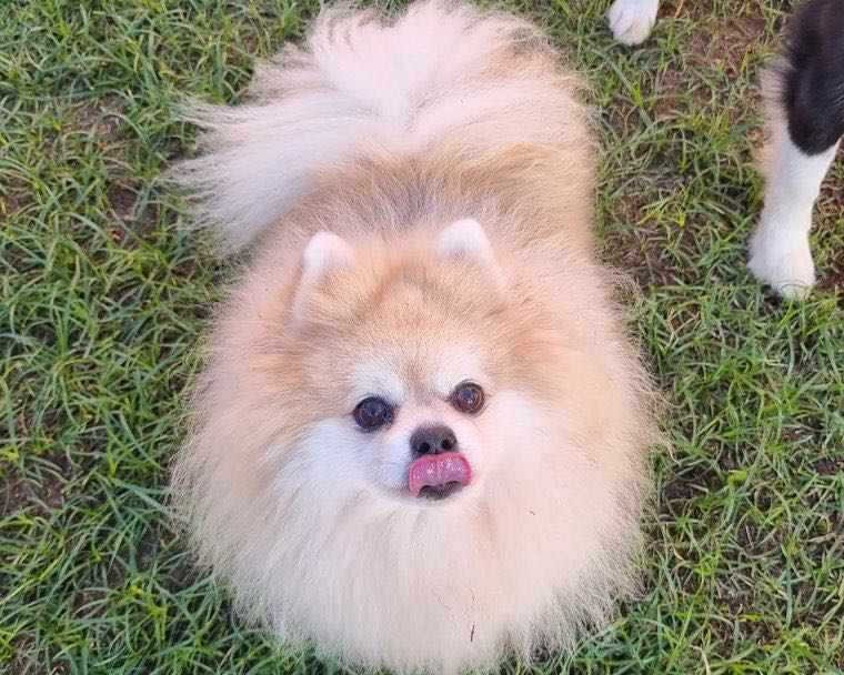 Lulu da Pomerânia fofinho na Pata Clube