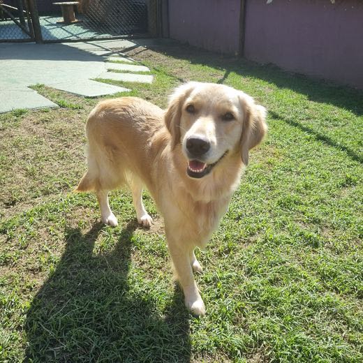 Golden retriever sorrindo no gramado