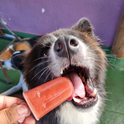 Peludo se refrescando com picolé de fruta