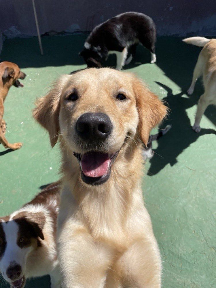 Golden retriever sorrindo na creche da Pata Clube