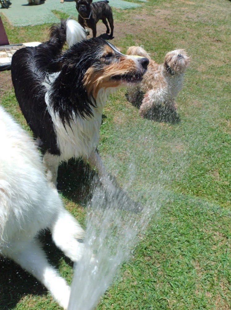 Border collie se sacudindo depois do banho de mangueira