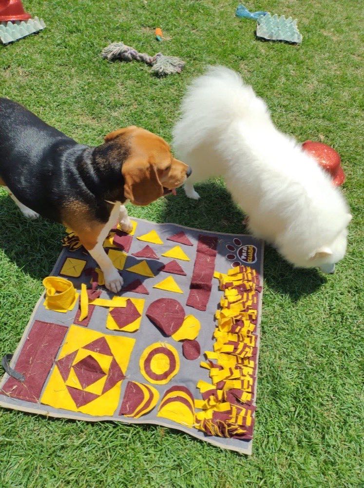 Cães no tapete de faro da Pata Clube, atividade de enriquecimento