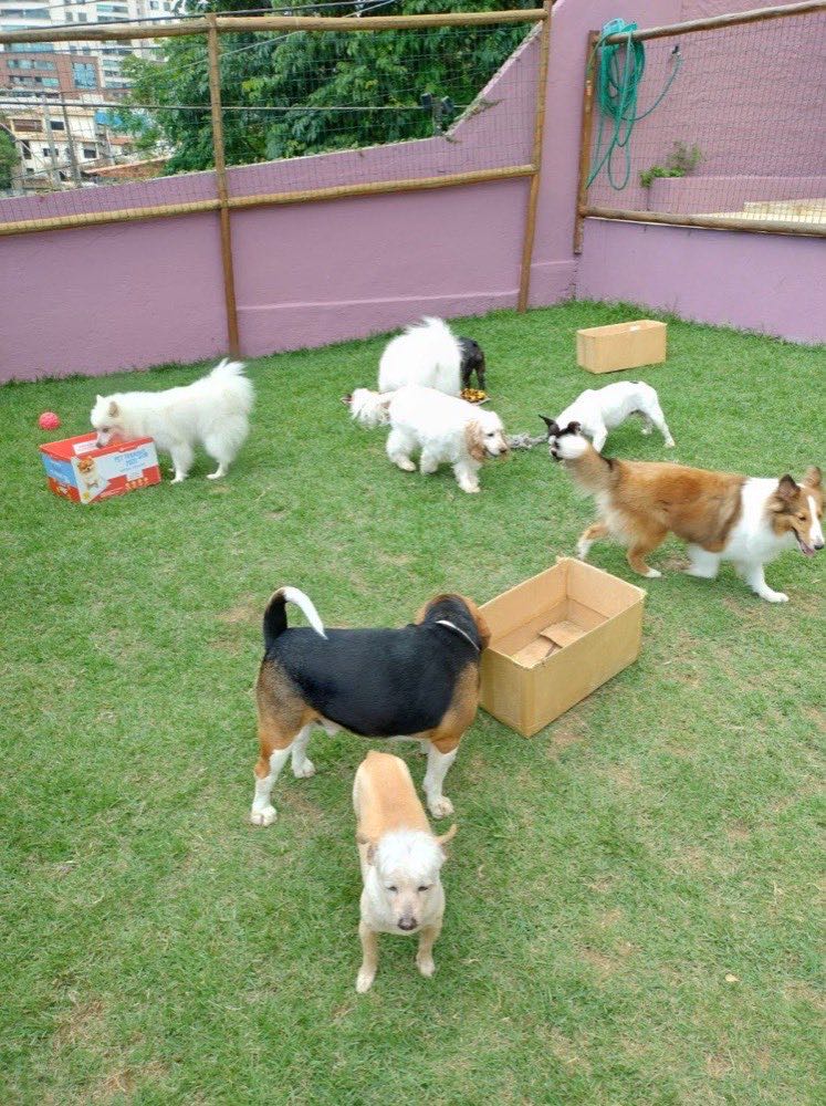 A turma brincando no gramado da Pata Clube