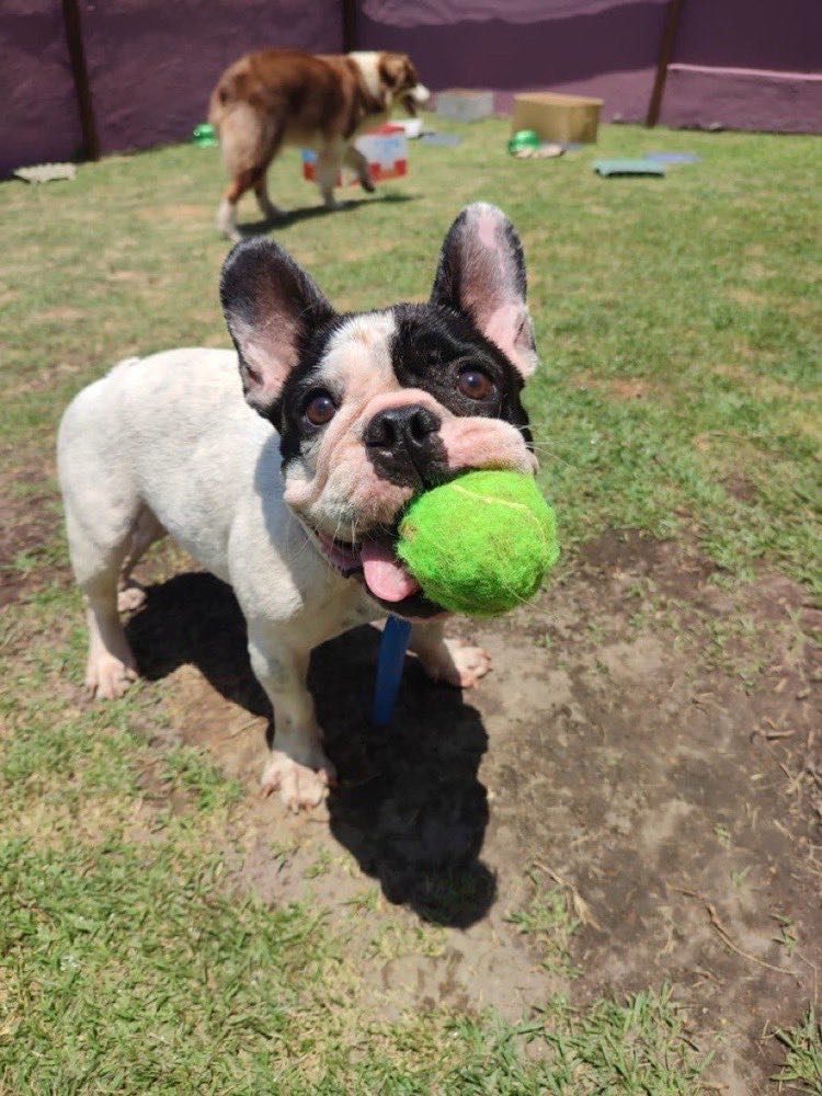 Bulldog francês brincando de bolinha