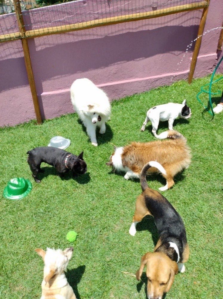 Cães brincando com caixas e chapéus na creche