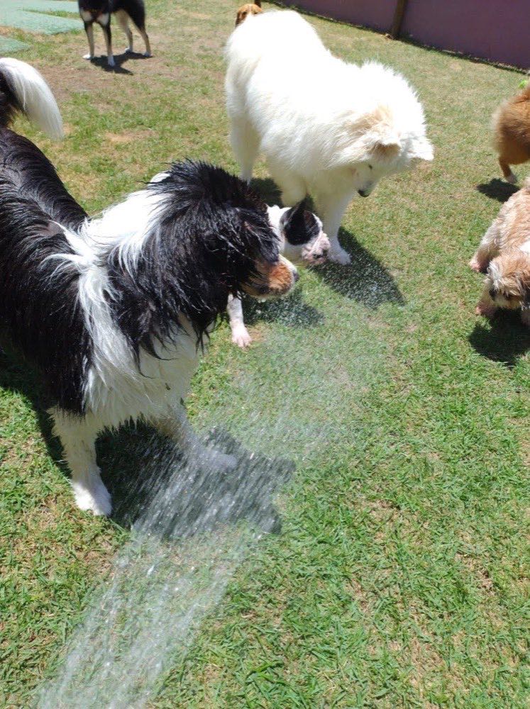Cães se refrescando no jato de água