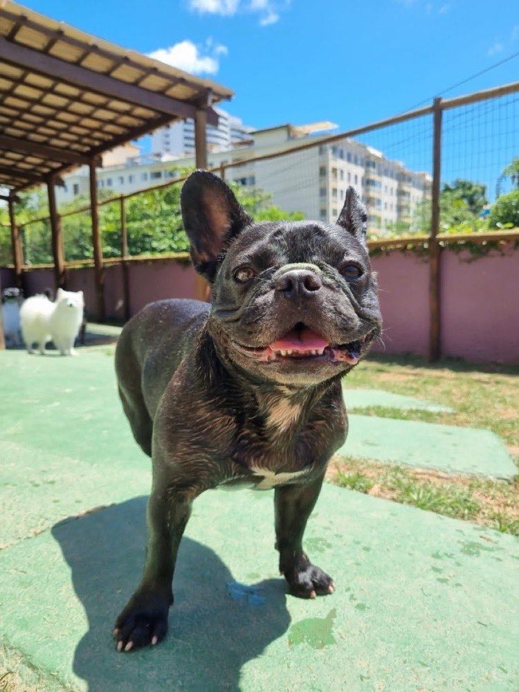 Bulldog francês passeando na área coberta