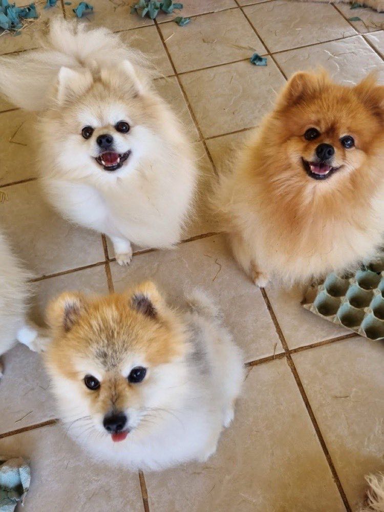 Três lulus da Pomerânia esperando a brincadeira