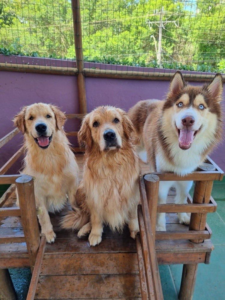 Dois golden retrievers e um husky no deck