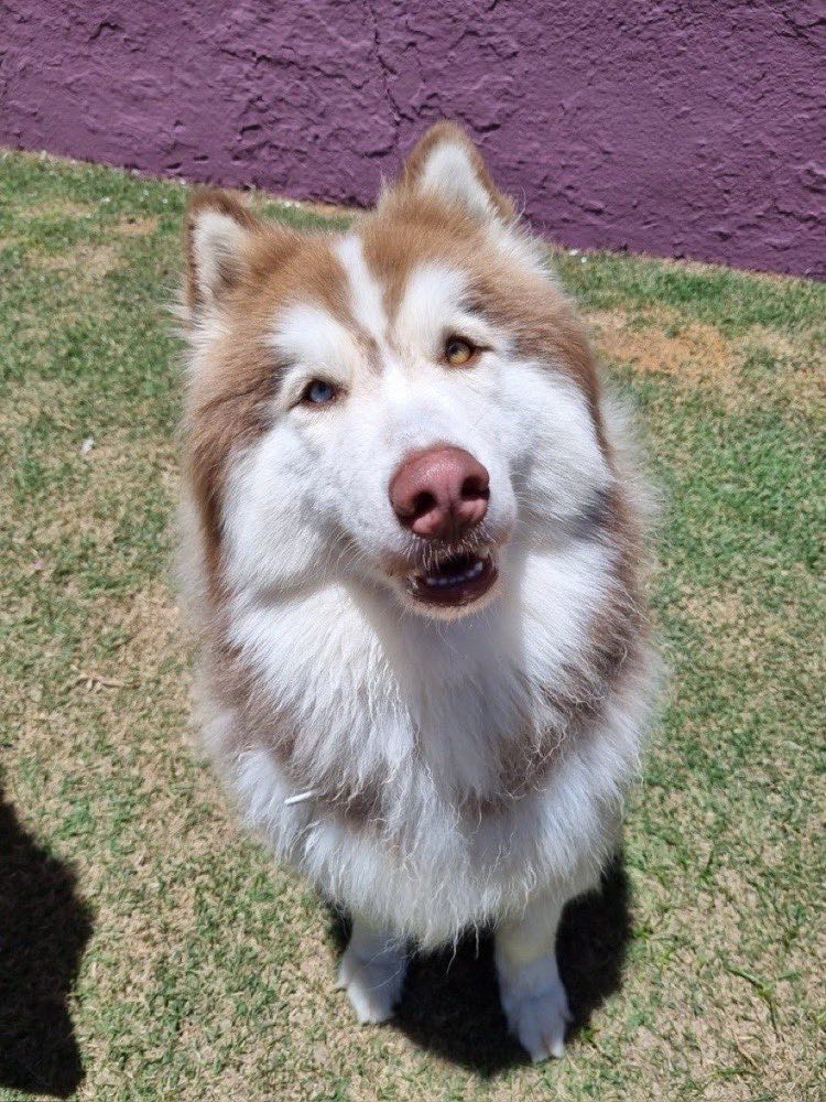Husky de olhos bicolores na Pata Clube