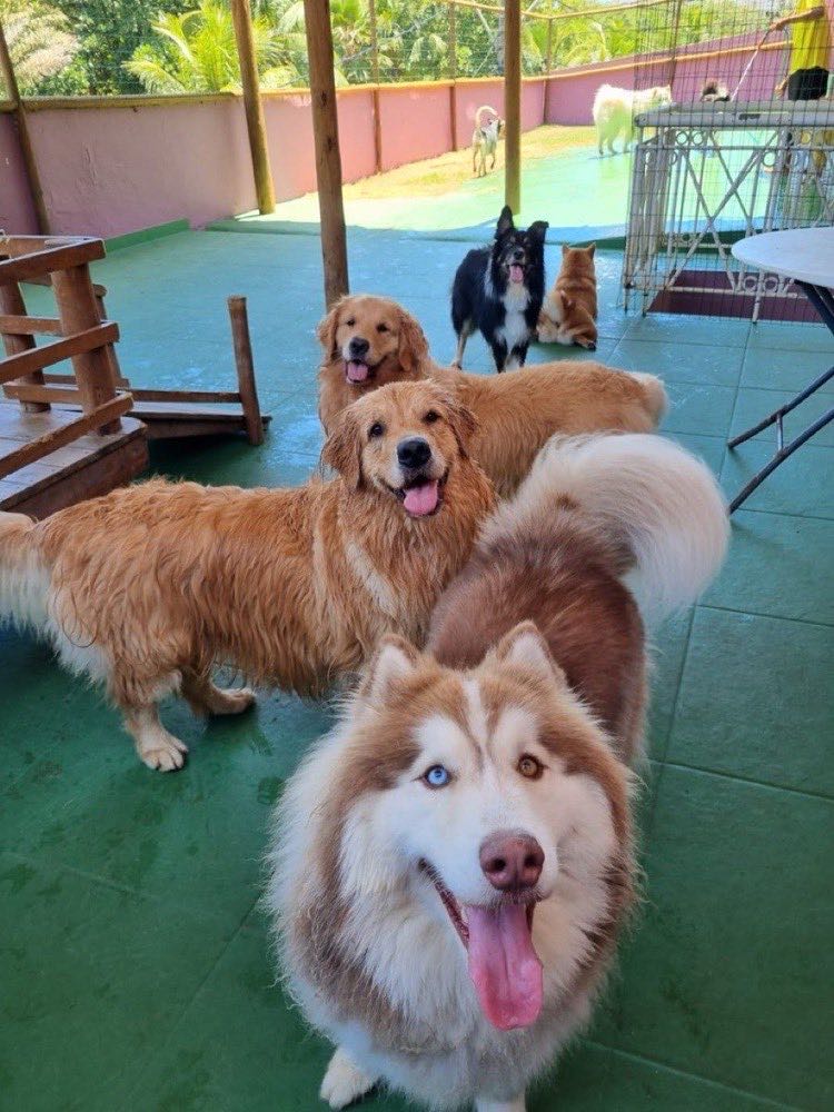 Turma de golden retrievers e husky na área coberta