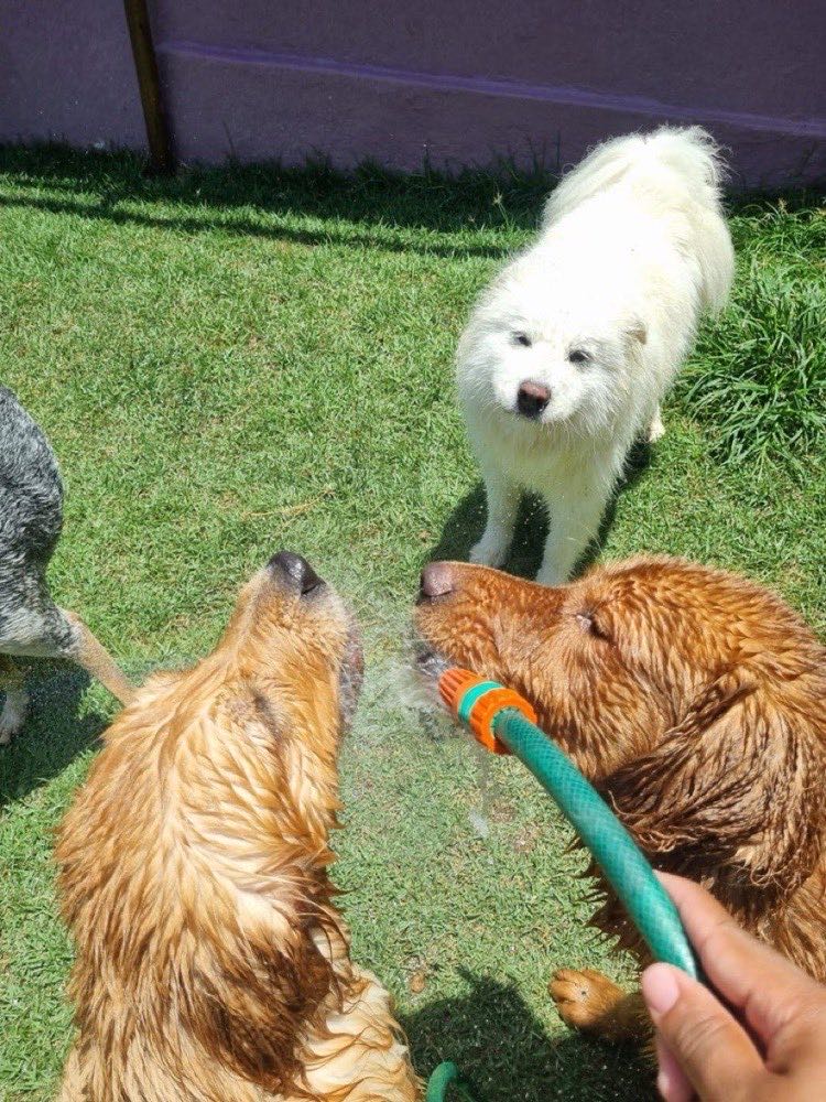 Goldens bebendo água na mangueira no dia quente