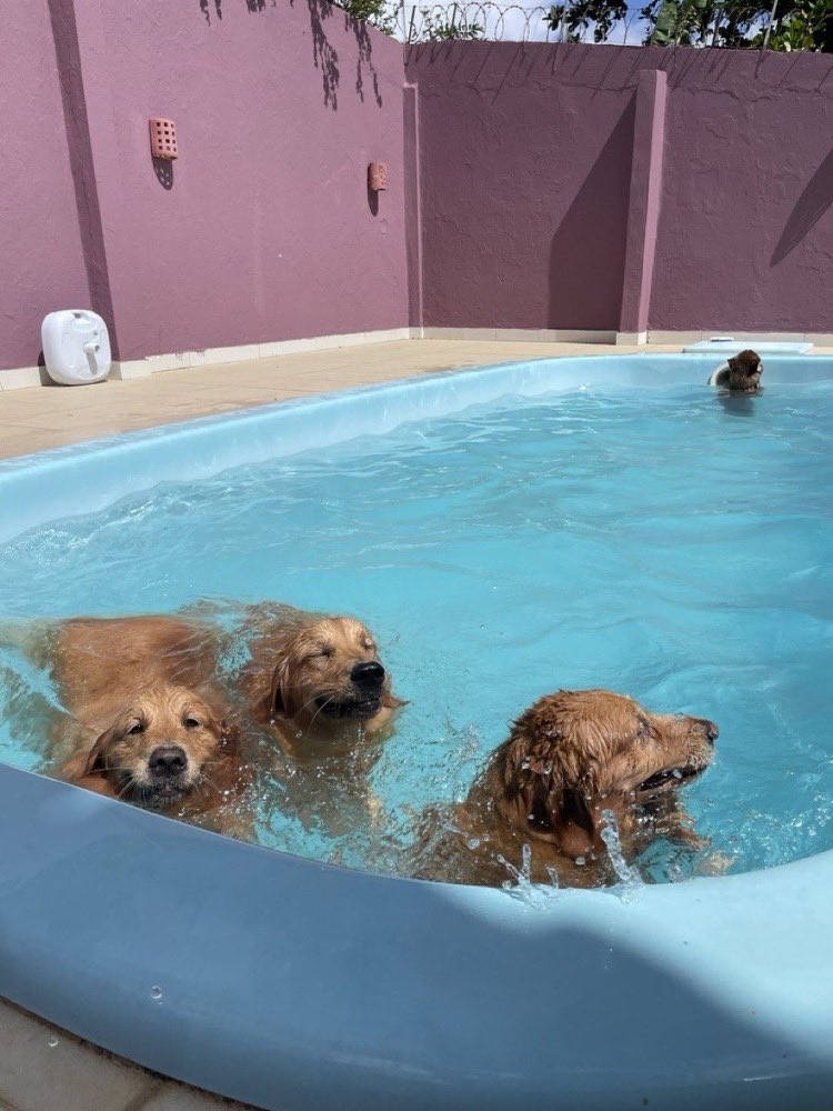 Golden retrievers nadando na piscina da Pata Clube