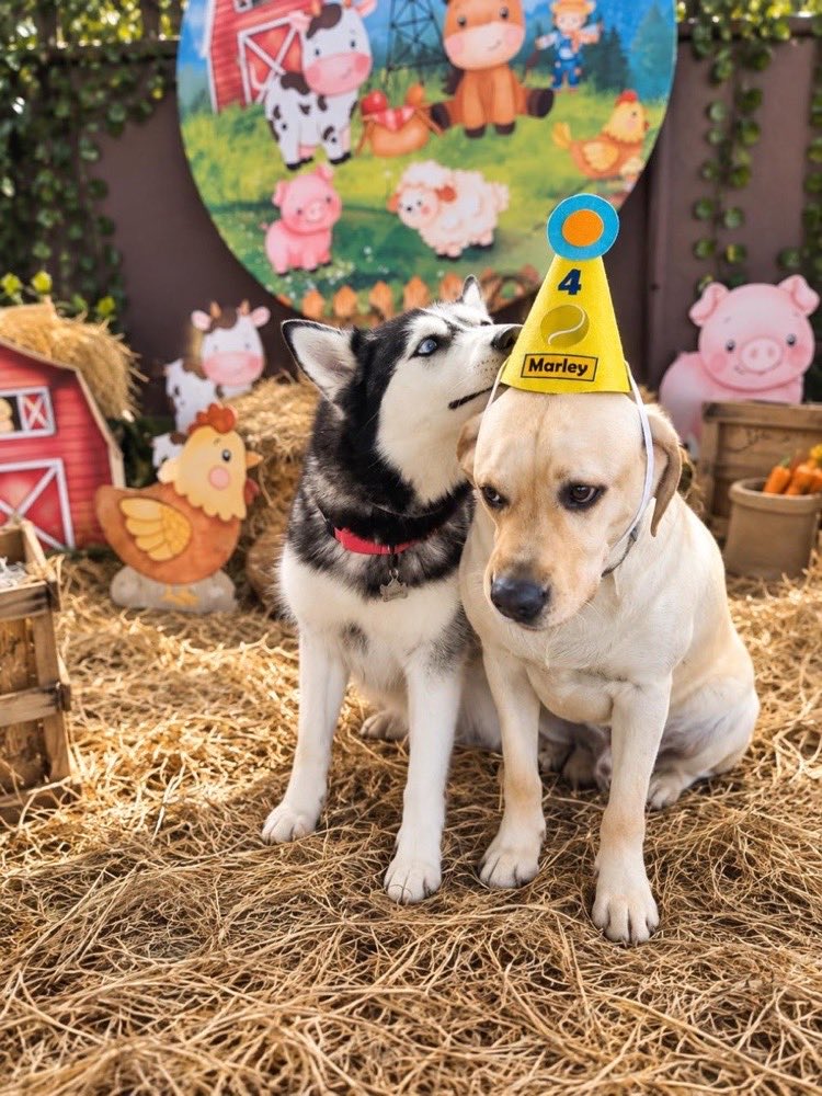 Husky e labrador na festa de aniversário com tema fazendinha